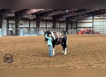 Altri pony/cavalli di piccola taglia, Giumenta, 14 Anni, 142 cm, Pezzato