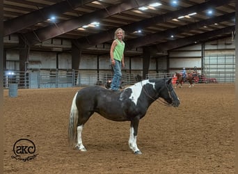 Altri pony/cavalli di piccola taglia, Giumenta, 14 Anni, 142 cm, Pezzato