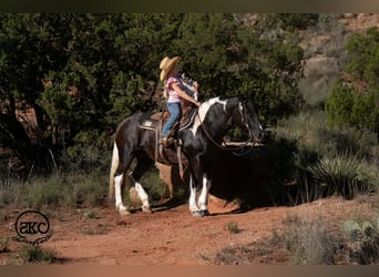 Altri pony/cavalli di piccola taglia, Giumenta, 14 Anni, 142 cm, Pezzato