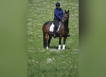 Altri pony/cavalli di piccola taglia, Giumenta, 14 Anni, 147 cm, Baio scuro