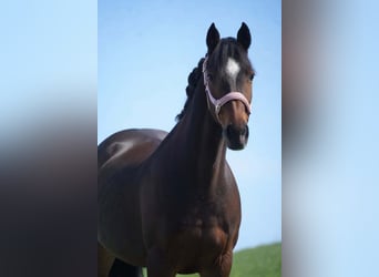 Altri pony/cavalli di piccola taglia, Giumenta, 14 Anni, 147 cm, Baio scuro
