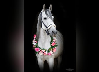 Altri pony/cavalli di piccola taglia, Giumenta, 14 Anni, 147 cm, Grigio pezzato