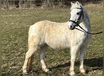 Altri pony/cavalli di piccola taglia, Giumenta, 15 Anni, 120 cm, Grigio