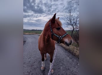 Altri pony/cavalli di piccola taglia Mix, Giumenta, 15 Anni, 133 cm, Sauro