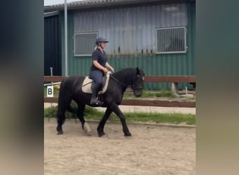 Altri pony/cavalli di piccola taglia, Giumenta, 15 Anni, 145 cm, Morello