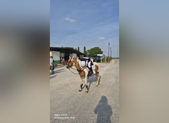 Altri pony/cavalli di piccola taglia, Giumenta, 16 Anni, 127 cm, Pezzato