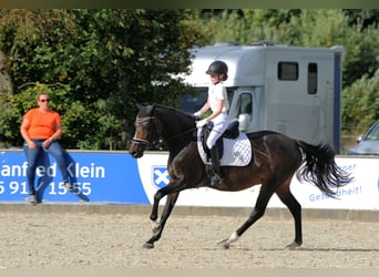 Altri pony/cavalli di piccola taglia, Giumenta, 16 Anni, 148 cm, Baio scuro