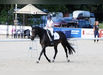 Altri pony/cavalli di piccola taglia, Giumenta, 16 Anni, 148 cm, Baio scuro
