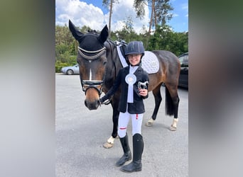 Altri pony/cavalli di piccola taglia, Giumenta, 16 Anni, 148 cm, Baio scuro