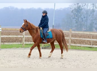 Altri pony/cavalli di piccola taglia, Giumenta, 16 Anni, 153 cm, Sauro scuro