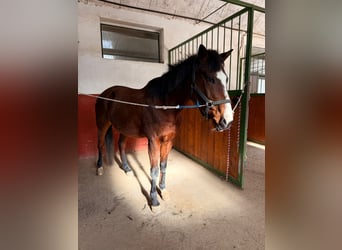 Altri pony/cavalli di piccola taglia, Giumenta, 16 Anni, Baio