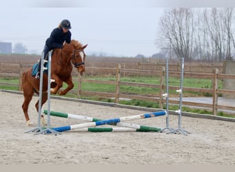 Altri pony/cavalli di piccola taglia, Giumenta, 17 Anni, 153 cm, Sauro ciliegia
