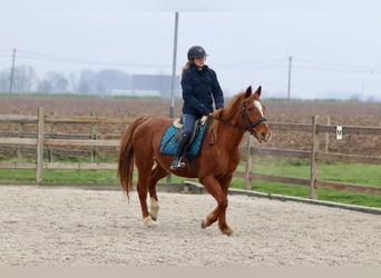 Altri pony/cavalli di piccola taglia, Giumenta, 17 Anni, 153 cm, Sauro ciliegia