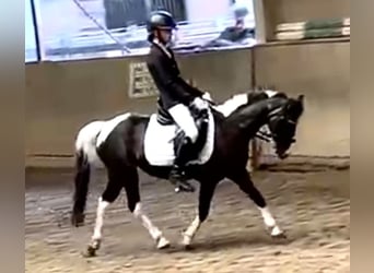 Altri pony/cavalli di piccola taglia, Giumenta, 18 Anni, 120 cm, Pezzato