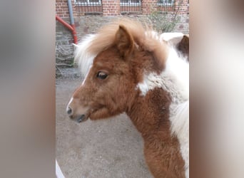 Altri pony/cavalli di piccola taglia Mix, Giumenta, 1 Anno, 101 cm, Pezzato