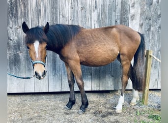 Altri pony/cavalli di piccola taglia, Giumenta, 1 Anno, 146 cm, Baio