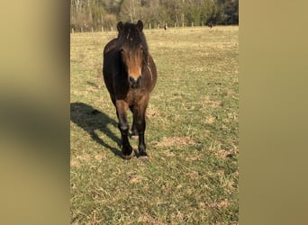 Altri pony/cavalli di piccola taglia, Giumenta, 2 Anni, 135 cm, Baio