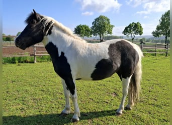 Altri pony/cavalli di piccola taglia Mix, Giumenta, 3 Anni, 124 cm, Pezzato