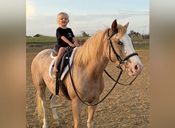 Altri pony/cavalli di piccola taglia, Giumenta, 3 Anni, 132 cm, Roano rosso
