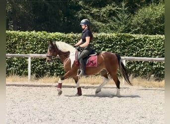 Altri pony/cavalli di piccola taglia, Giumenta, 3 Anni, 135 cm, Pezzato
