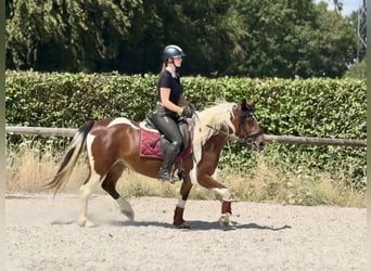 Altri pony/cavalli di piccola taglia, Giumenta, 3 Anni, 135 cm, Pezzato
