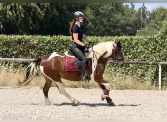 Altri pony/cavalli di piccola taglia, Giumenta, 3 Anni, 135 cm, Pezzato