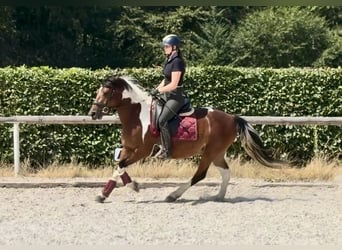 Altri pony/cavalli di piccola taglia, Giumenta, 3 Anni, 135 cm, Pezzato
