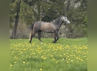 Altri pony/cavalli di piccola taglia, Giumenta, 3 Anni, 142 cm, Grigio pezzato