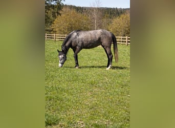 Altri pony/cavalli di piccola taglia, Giumenta, 3 Anni, 143 cm, Può diventare grigio