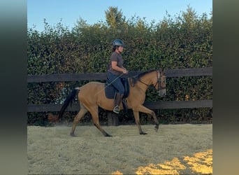 Altri pony/cavalli di piccola taglia, Giumenta, 3 Anni, 147 cm, Pelle di daino