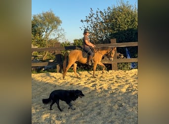 Altri pony/cavalli di piccola taglia, Giumenta, 3 Anni, 147 cm, Pelle di daino