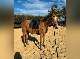 Altri pony/cavalli di piccola taglia, Giumenta, 3 Anni, 147 cm, Pelle di daino