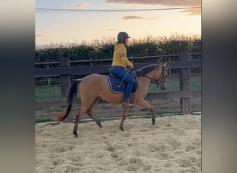 Altri pony/cavalli di piccola taglia, Giumenta, 3 Anni, 147 cm, Pelle di daino