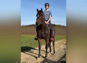 Altri pony/cavalli di piccola taglia, Giumenta, 3 Anni, 148 cm, Baio