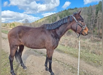 Altri pony/cavalli di piccola taglia, Giumenta, 3 Anni, 148 cm, Baio