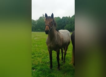 Altri pony/cavalli di piccola taglia Mix, Giumenta, 3 Anni, 150 cm, Falbo baio