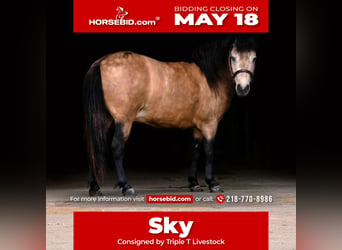 Altri pony/cavalli di piccola taglia, Giumenta, 4 Anni, 107 cm, Pelle di daino