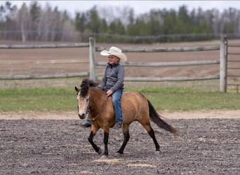 Altri pony/cavalli di piccola taglia, Giumenta, 4 Anni, 107 cm, Pelle di daino