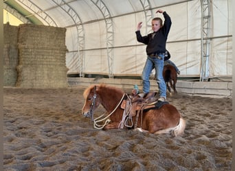 Altri pony/cavalli di piccola taglia, Giumenta, 4 Anni, 109 cm, Sauro ciliegia
