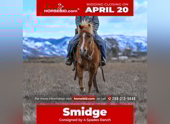 Altri pony/cavalli di piccola taglia, Giumenta, 4 Anni, 109 cm, Sauro ciliegia