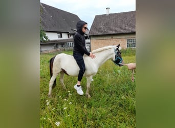 Altri pony/cavalli di piccola taglia, Giumenta, 4 Anni, 116 cm, Pezzato