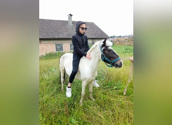 Altri pony/cavalli di piccola taglia, Giumenta, 4 Anni, 116 cm, Pezzato