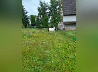 Altri pony/cavalli di piccola taglia, Giumenta, 4 Anni, 116 cm, Pezzato