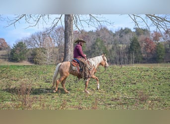 Altri pony/cavalli di piccola taglia, Giumenta, 4 Anni, 135 cm, Palomino