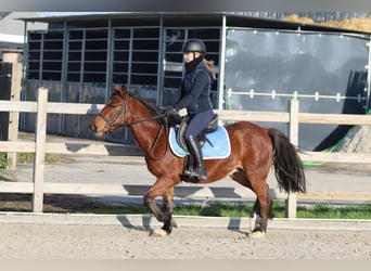 Altri pony/cavalli di piccola taglia, Giumenta, 4 Anni, 140 cm, Baio