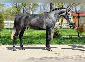 Altri pony/cavalli di piccola taglia, Giumenta, 4 Anni, 144 cm, Grigio