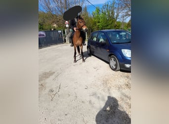 Altri pony/cavalli di piccola taglia, Giumenta, 4 Anni, 150 cm, Baio