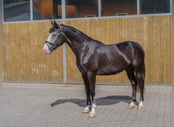 Altri pony/cavalli di piccola taglia, Giumenta, 4 Anni, 151 cm, Grigio ferro