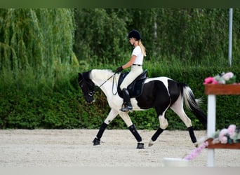 Altri pony/cavalli di piccola taglia, Giumenta, 4 Anni, 153 cm, Pezzato
