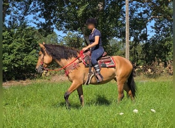 Altri pony/cavalli di piccola taglia, Giumenta, 4 Anni, 154 cm, Falbo